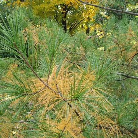 White pine has beautiful color that is expressed in the yellow innermost needles this time of year.